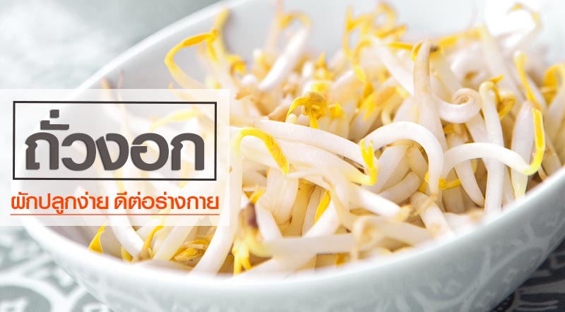 ถั่วงอก ถั่วงอก
