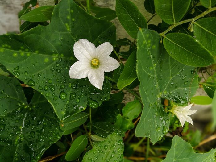 มดตะนอย มดตะนอย