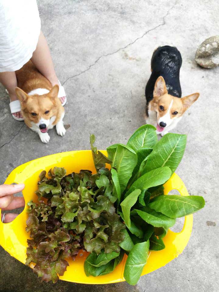 ทำปุ๋ยหมักจากเศษอาหาร ทำปุ๋ยหมักจากเศษอาหาร
