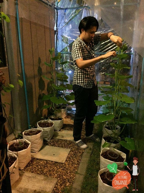 วิธีปลูกฟักทองญี่ปุ่น วิธีปลูกฟักทองญี่ปุ่น
