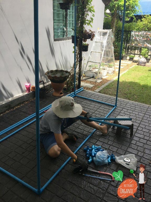 วิธีปลูกฟักทองญี่ปุ่น วิธีปลูกฟักทองญี่ปุ่น