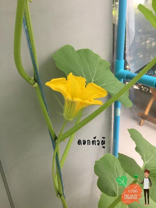 วิธีปลูกฟักทองญี่ปุ่น วิธีปลูกฟักทองญี่ปุ่น