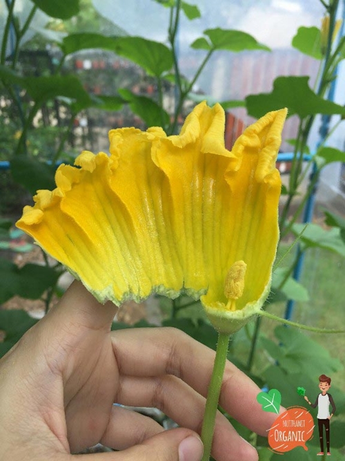 วิธีปลูกฟักทองญี่ปุ่น วิธีปลูกฟักทองญี่ปุ่น