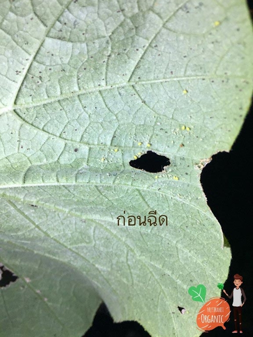 วิธีปลูกฟักทองญี่ปุ่น วิธีปลูกฟักทองญี่ปุ่น