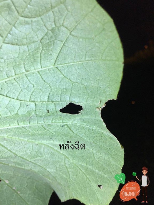วิธีปลูกฟักทองญี่ปุ่น วิธีปลูกฟักทองญี่ปุ่น