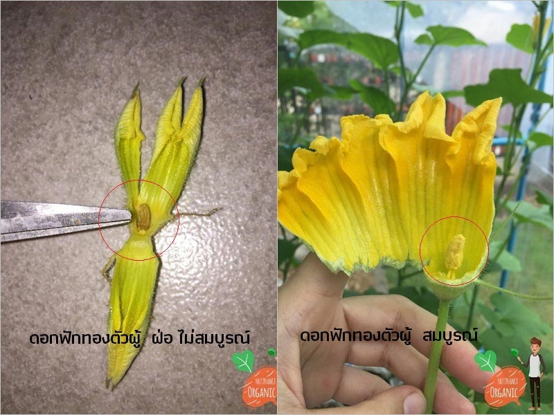 วิธีปลูกฟักทองญี่ปุ่น วิธีปลูกฟักทองญี่ปุ่น
