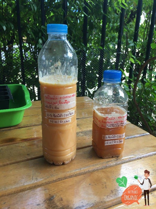วิธีปลูกฟักทองญี่ปุ่น วิธีปลูกฟักทองญี่ปุ่น
