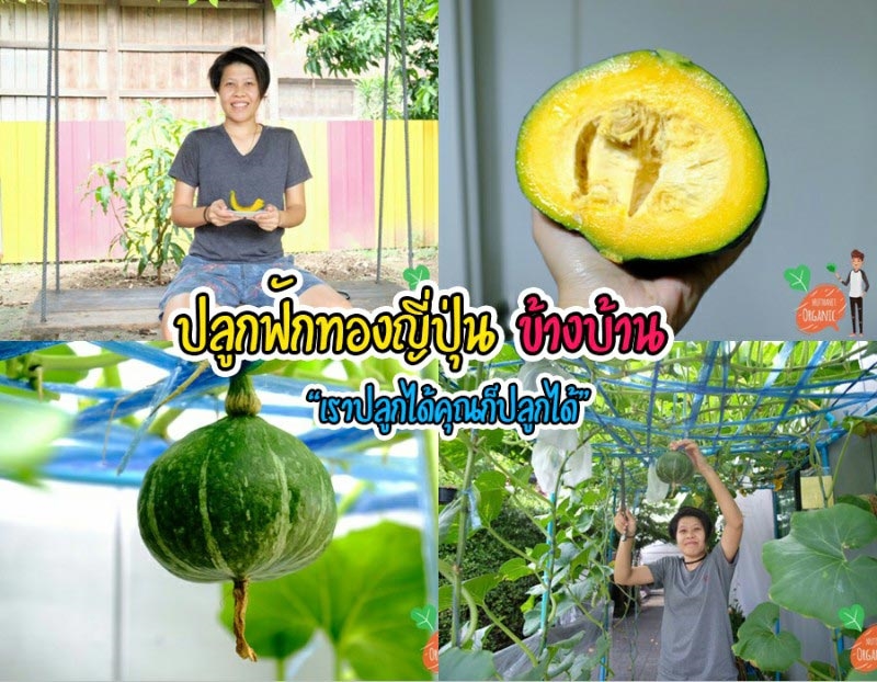 วิธีปลูกฟักทองญี่ปุ่น วิธีปลูกฟักทองญี่ปุ่น