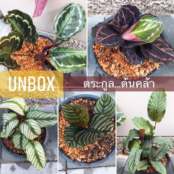 จัดสวน จัดสวน