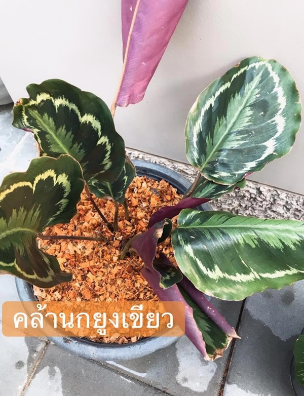 จัดสวน จัดสวน
