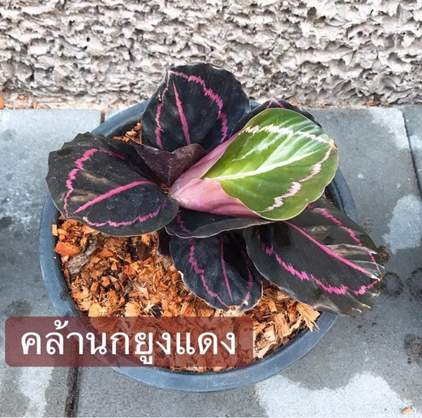 จัดสวน จัดสวน