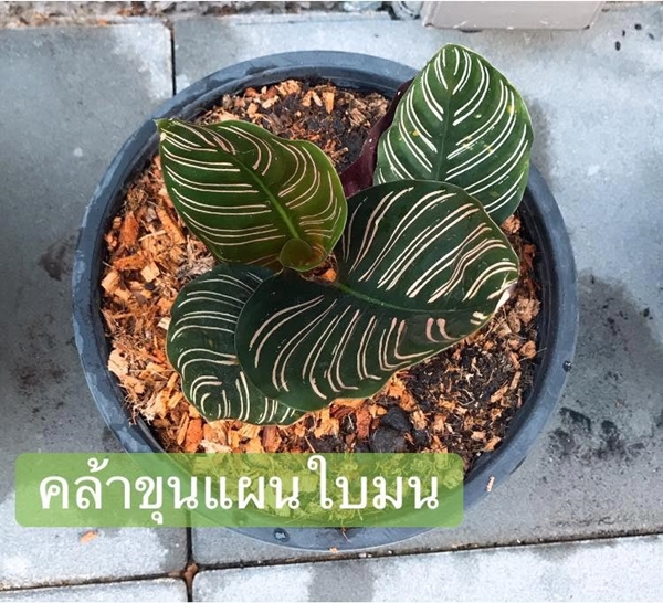 จัดสวน จัดสวน