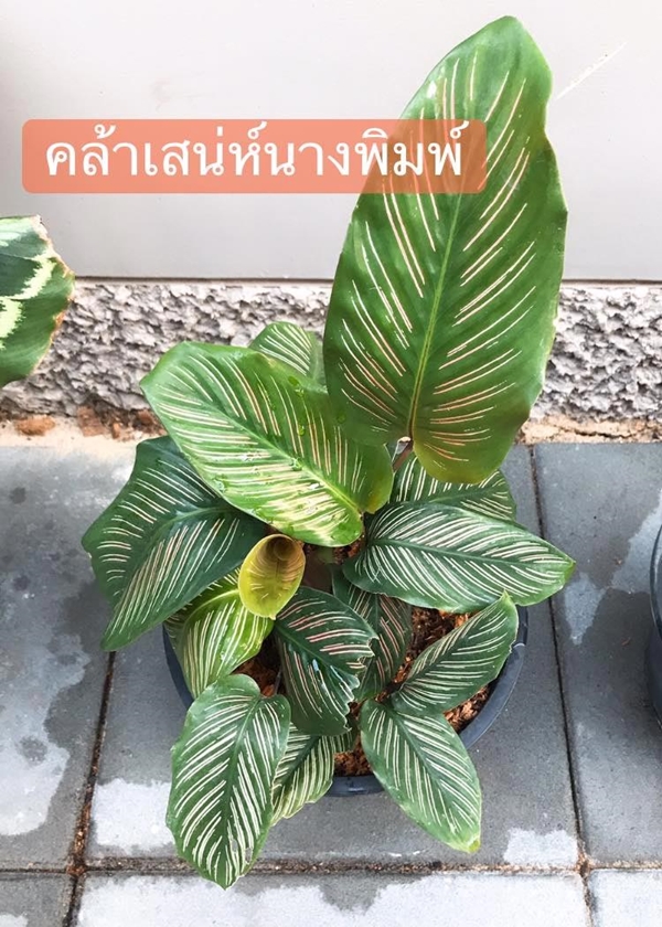 จัดสวน จัดสวน