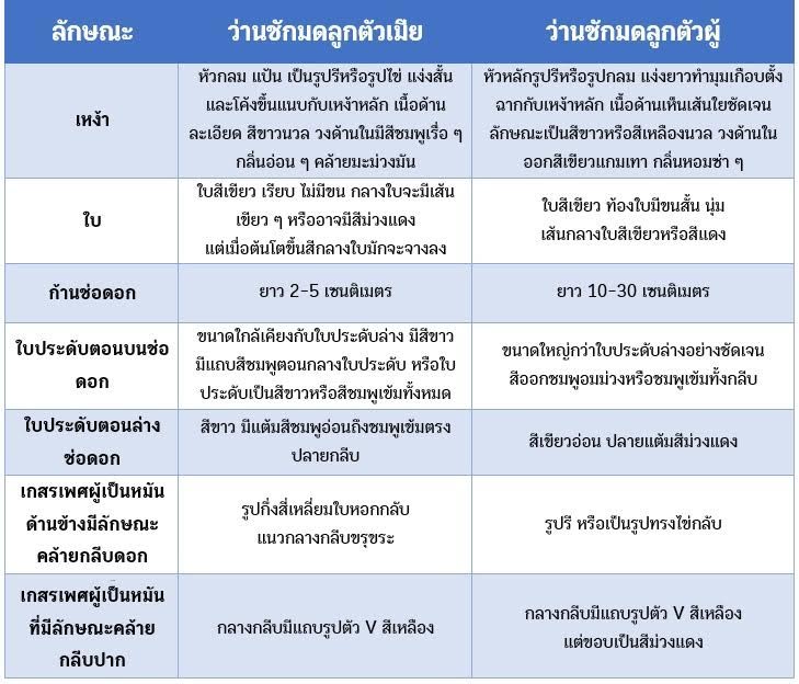 ว่านชักมดลูก ตารางเปรียบเทียบ ระหว่าง ว่านชักมดลูกตัวผู้ และว่านชักมดลูกตัวเมีย