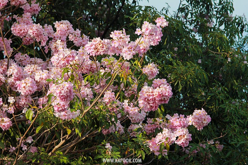 ชมพูพันธุ์ทิพย์ จตุจักร 2562 ชมพูพันธุ์ทิพย์ จตุจักร 2562