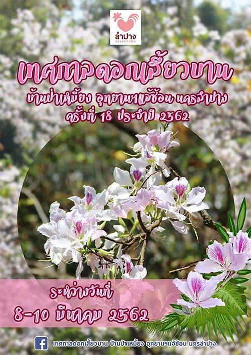 เทศกาลชมดอกเสี้ยว ลำปาง เทศกาลชมดอกเสี้ยว ลำปาง