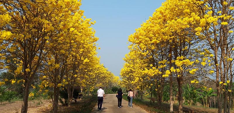ดอกเหลืองอินเดีย ดอกเหลืองอินเดีย