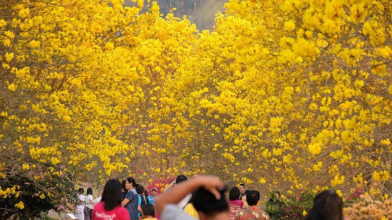 ดอกเหลืองอินเดีย ดอกเหลืองอินเดีย