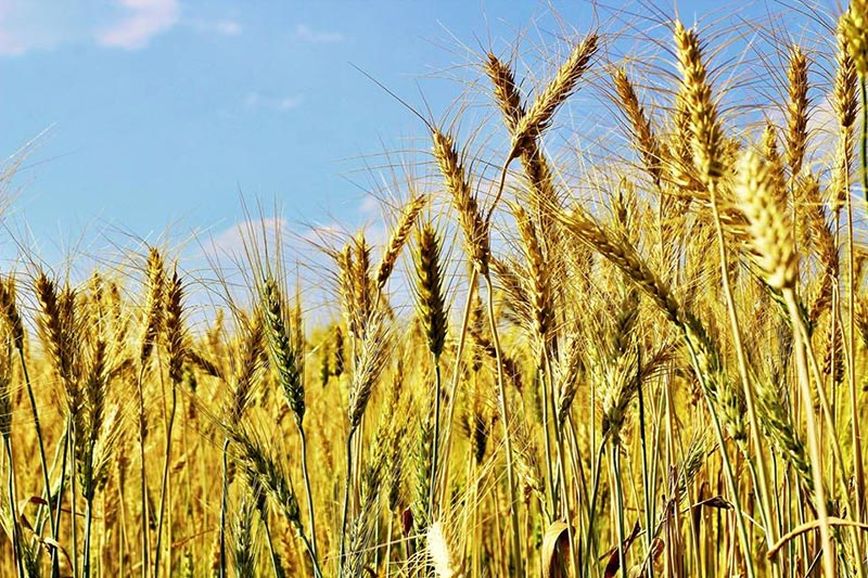 ทุ่งข้าวสาลี ทุ่งข้าวสาลี