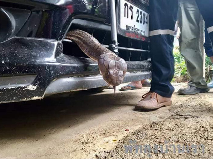 งูจงอางเลื้อยเข้ารถ งูจงอางเลื้อยเข้ารถ