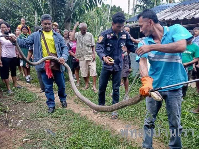 งูจงอางเลื้อยเข้ารถ งูจงอางเลื้อยเข้ารถ