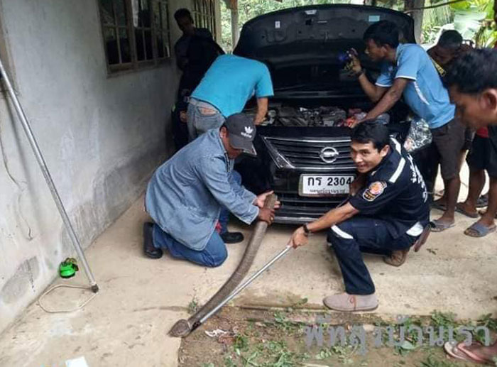 งูจงอางเลื้อยเข้ารถ งูจงอางเลื้อยเข้ารถ