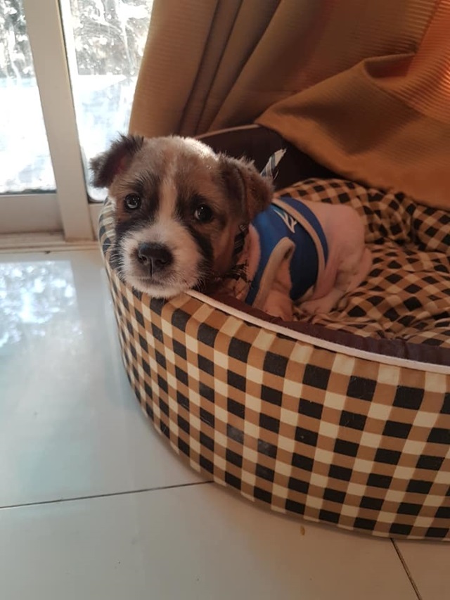 สาวนักวิ่งกับลูกหมาข้างทาง สาวนักวิ่งกับลูกหมาข้างทาง