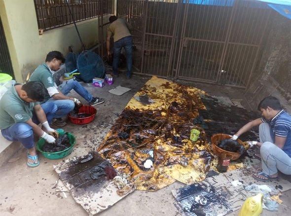 ลูกหมาติดน้ำมันดิน ลูกหมาติดน้ำมันดิน