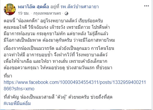 โยนแมวตกตึก โยนแมวตกตึก