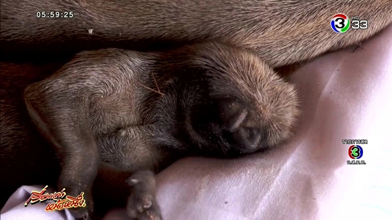 หมามีงวง หมามีงวง