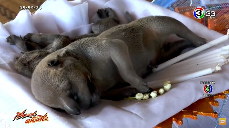 หมามีงวง หมามีงวง