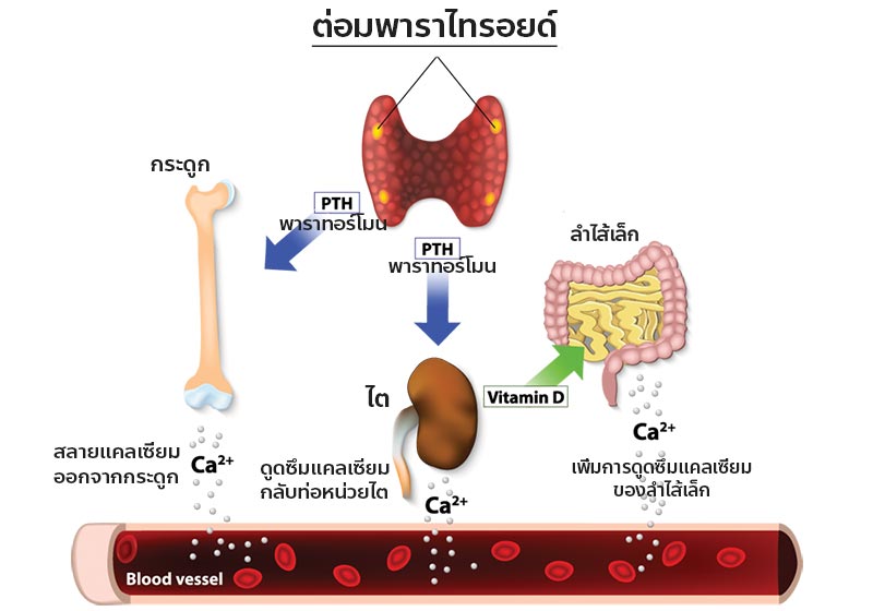 พาราไทรอยด์ พาราไทรอยด์