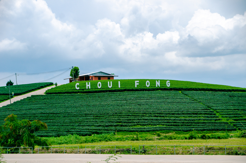 ที่เที่ยวเชียงราย ไร่ชาฉุยฟง