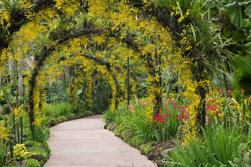 สวนพฤกษศาสตร์สิงคโปร์ (Singapore Botanic Gardens) ที่เที่ยวสิงคโปร์ สวนพฤกษศาสตร์สิงคโปร์ (Singapore Botanic Gardens) ที่เที่ยวสิงคโปร์