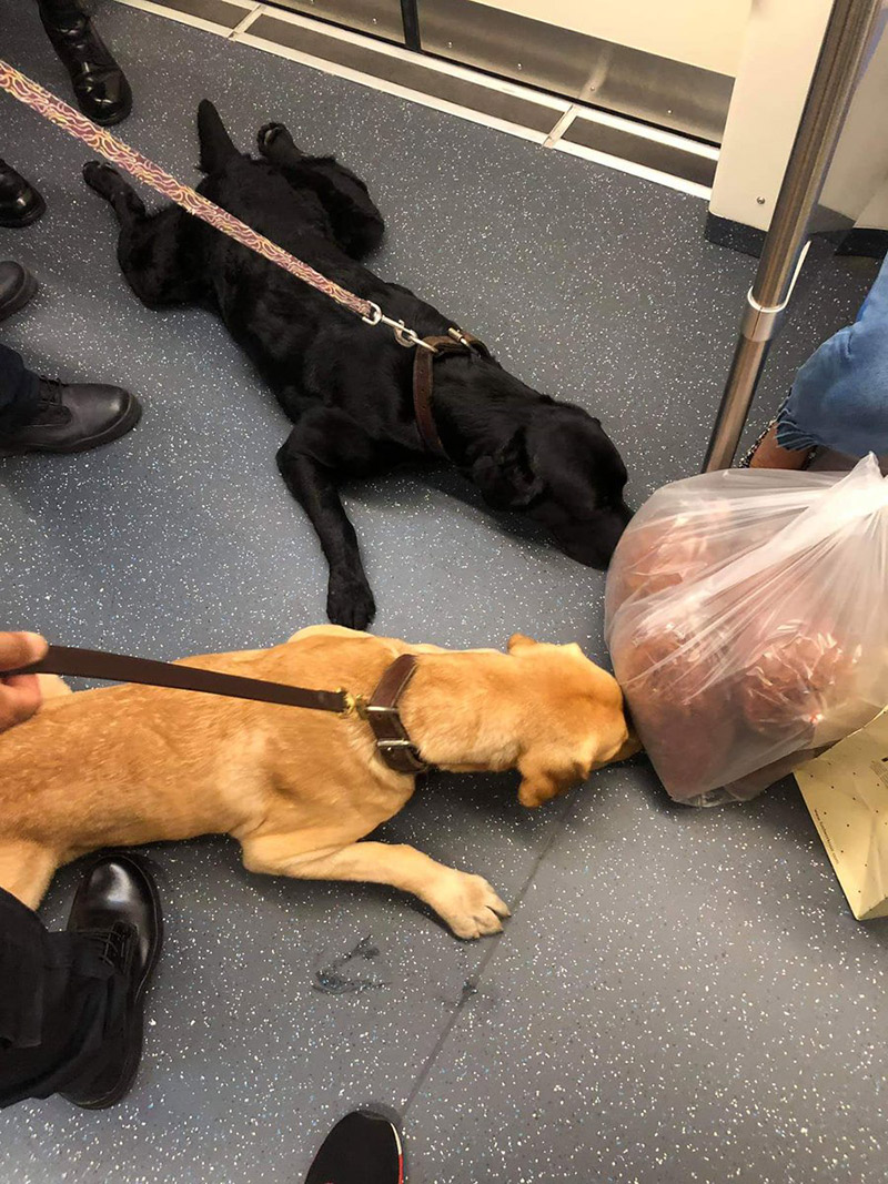 สุนัขตำรวจดมถุงหมูฝอย สุนัขตำรวจดมถุงหมูฝอย