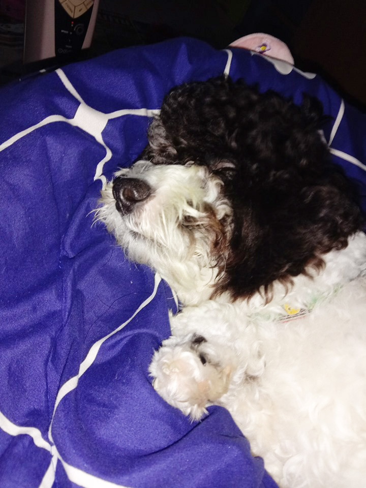 น้องมาสด้า หมาชิสุ น้องมาสด้า หมาชิสุ