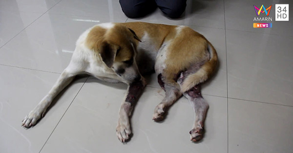 ยิงหมา ยิงหมา