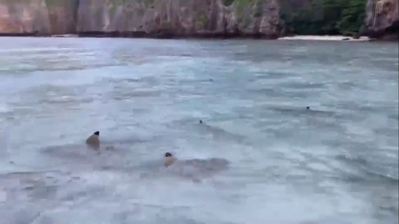 ฉลามบุกอ่าวมาหยา ฉลามบุกอ่าวมาหยา