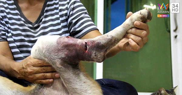 ยิงหมา ยิงหมา