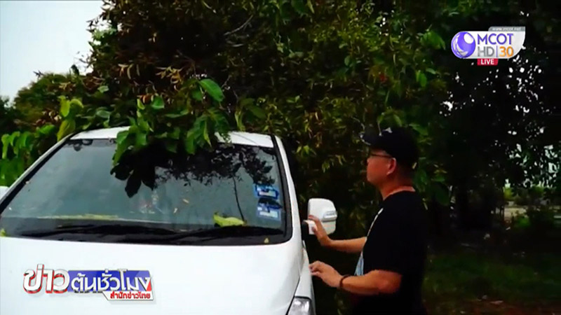 ต้นไม้ล้มทับรถ ต้นไม้ล้มทับรถ