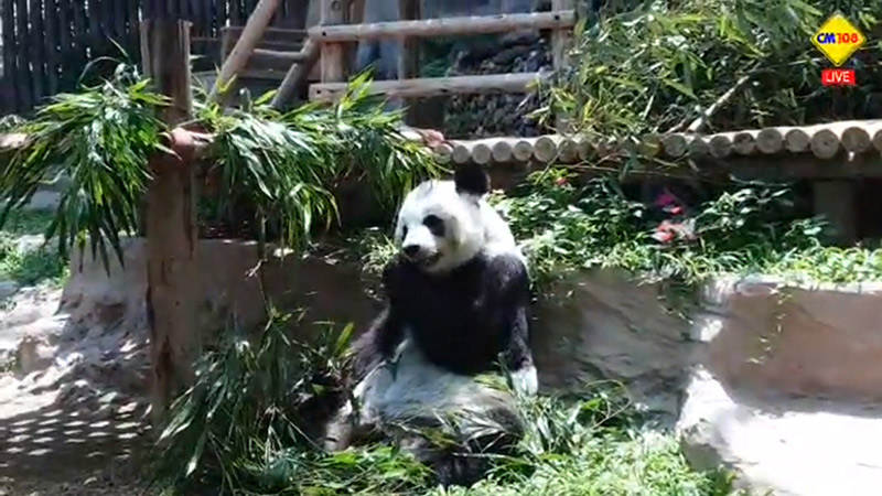 ช่วงช่วงตาย ช่วงช่วงตาย