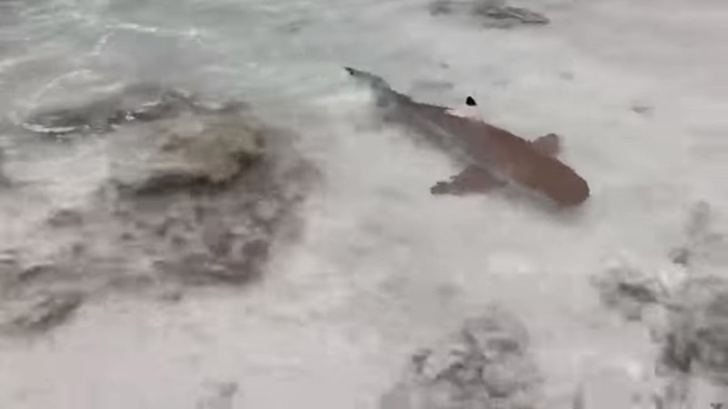 ฉลามบุกอ่าวมาหยา ฉลามบุกอ่าวมาหยา