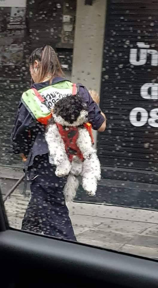 น้องมาสด้า หมาชิสุ น้องมาสด้า หมาชิสุ