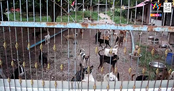 ยิงหมา ยิงหมา