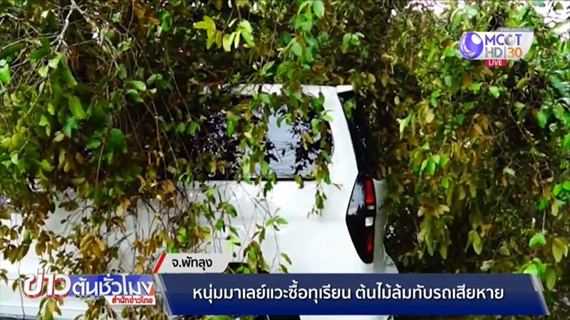 ต้นไม้ล้มทับรถ ต้นไม้ล้มทับรถ