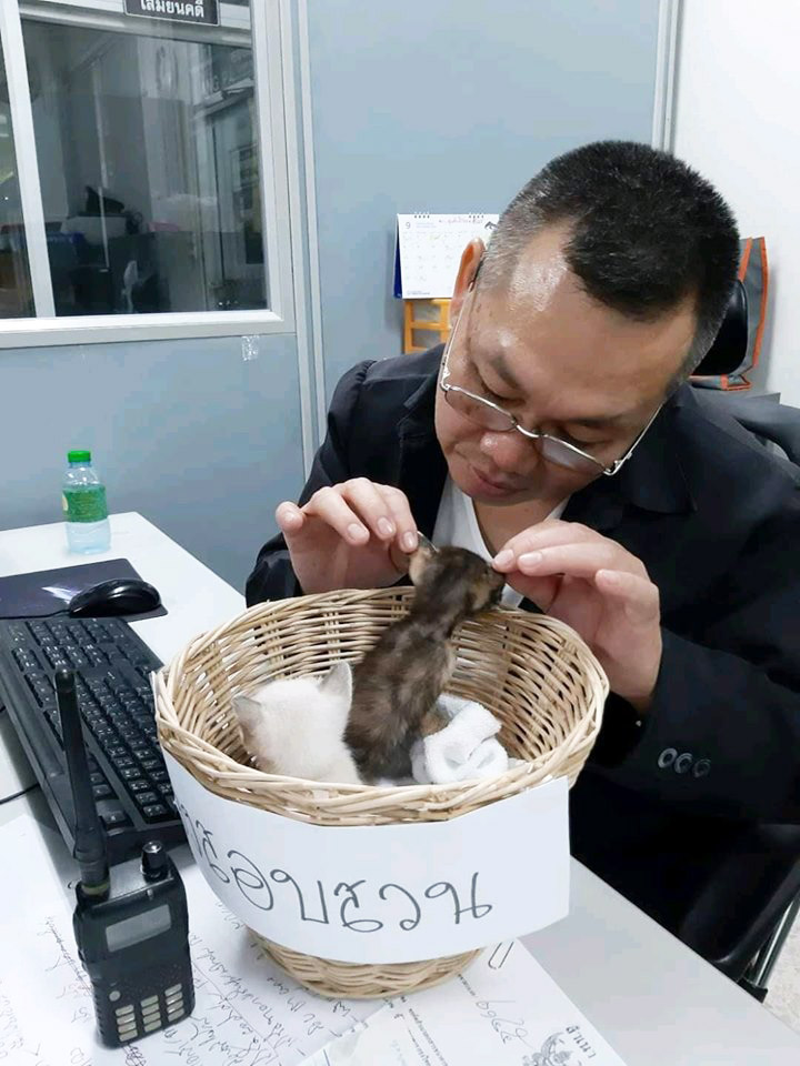 มะลิ กะปิ แมวโรงพัก มะลิ กะปิ แมวโรงพัก
