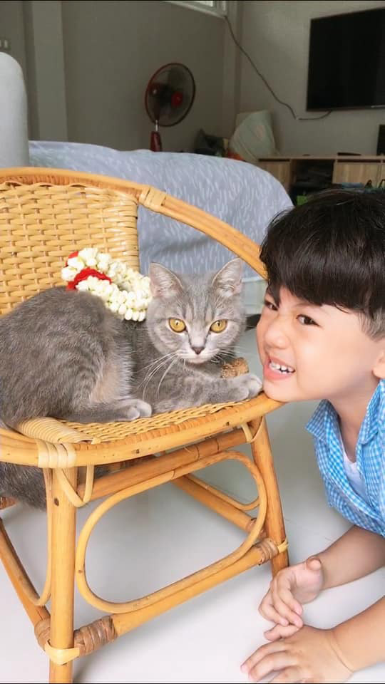 น้องกัปตัน เหมียวชาคริต น้องกัปตัน เหมียวชาคริต