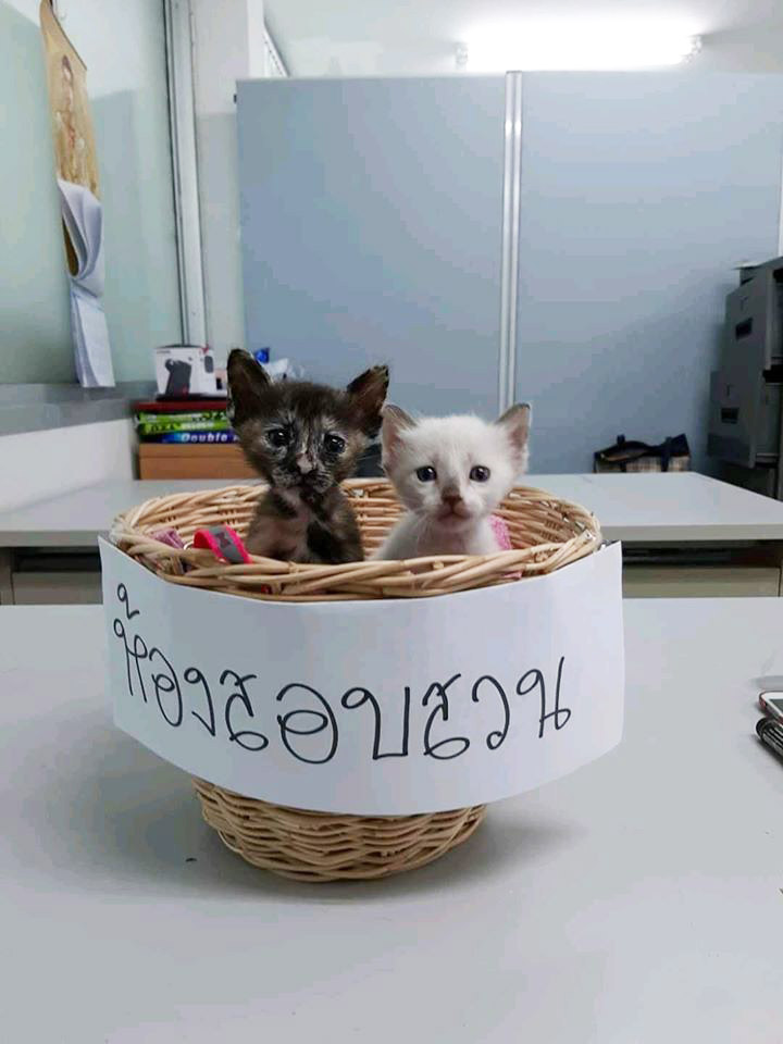 มะลิ กะปิ แมวโรงพัก มะลิ กะปิ แมวโรงพัก