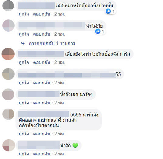 น้องมาสด้า หมาชิสุ น้องมาสด้า หมาชิสุ