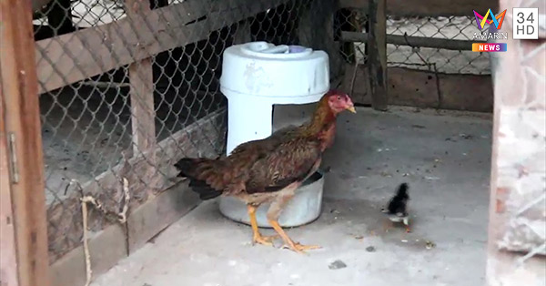 ยิงหมา ยิงหมา